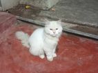 Persian Cat