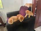Persian Cats