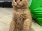 Persian Cats