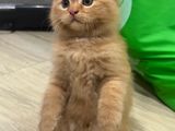 Persian Cats