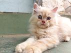 Persian Cat