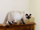 Persian Cat