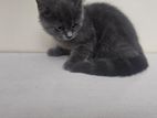 Persian Cat