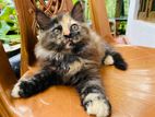 persian cat