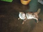 Persian Cat