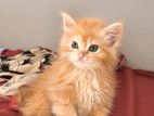 Persian Cat