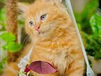 Persian Cat