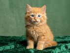 Persian Cat