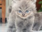 Persian Cat