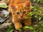 Persian cat