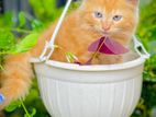 Persian Cat