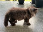 Persian Cat