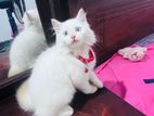 Persian Cat