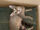Kittens For Kind Home