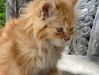 Persian cat