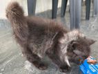 Persian Cat