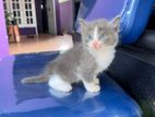 Persian Cat