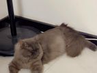 Persian Cat