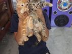 Persian Cat