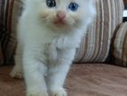 Persian Cat