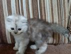 Persian Cat