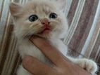 Persian Cat
