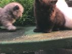 Persian Cat