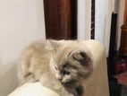 Persian Cat