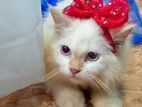Persian Cat