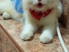 Persian Cat