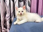Persian Cat