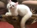 Persian Kittens