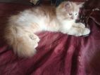 Persian Kittens