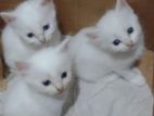 Persian Cat