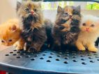 Persian Cat