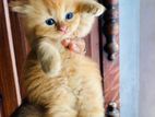Persian cat