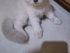 Persian Cat