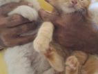 Persian Cat