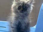 Persian Cat