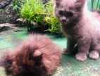 Persian cat