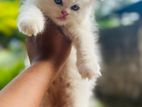 Persian Cat