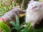 Persian cat