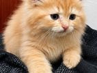 Persian Cat