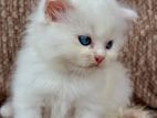 Persian Cat