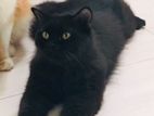 Persian Male Cat