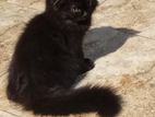 Persian Cat
