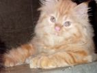 Persian Cat
