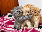 Persian Cat