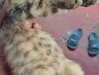 Persian Cat