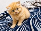 Persian Cat